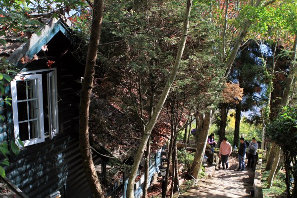 【南投~仁愛】清境農場賞銀杏落羽松楓紅1209036