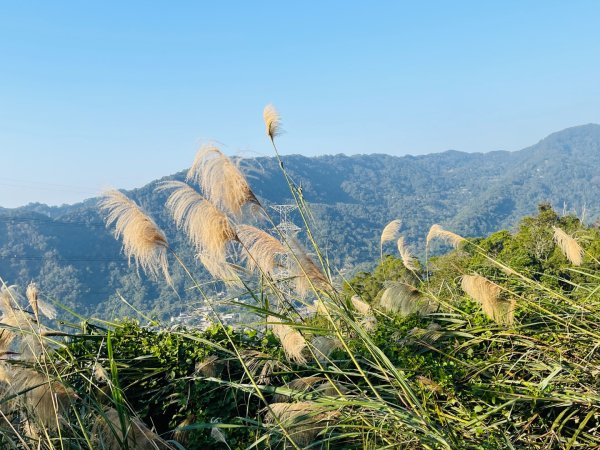 1141207金童山2957726