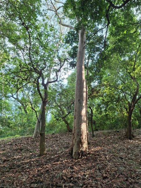 《南投》平地森林｜竹山下坪自然教育園區及下坪吊橋步道202606203077720