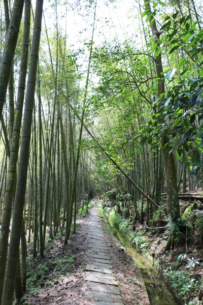 綠意盎然的山林風貌。長源圳生態古道781800