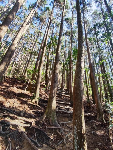 大雪山長壽三崠2691107