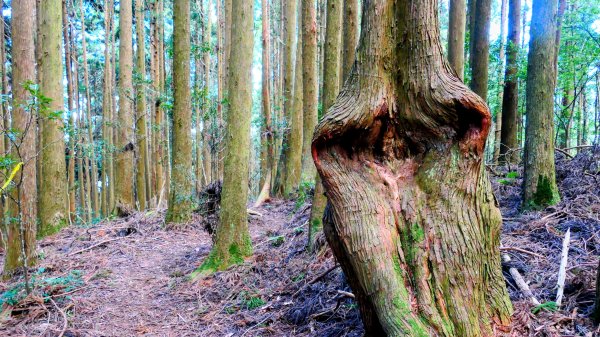 油羅山(一上三下)2959170