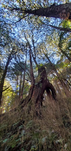 谷關七雄老大-八仙山 聖誕節大台中APP完登谷關七雄第二輪1972076