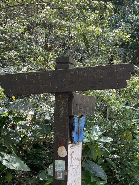 如墨暈染的春日邂逅｜中山樓墨染櫻 × 北投步道探花記2853894