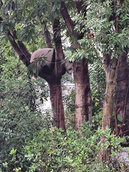 四川成都大熊貓繁育研究基地2940722