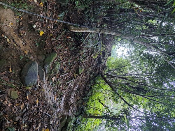 新北五寮尖登山步道3103278