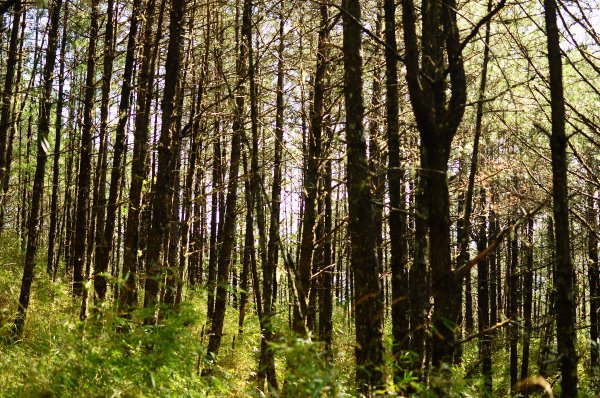 武法奈尾山天巒池872470