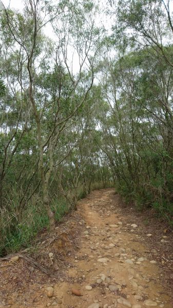 大肚環保公園登山步道353153