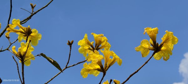 #西龍巖寺 #八里療養院 #黃花風鈴木 #青帶鳳蝶 #虎山 #101大樓  3/133014395