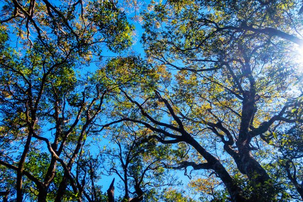 2023-11-03 初訪北得拉曼巨木步道，感受1號巨木的臨場震撼與內鳥嘴山的金黃浪漫2336026