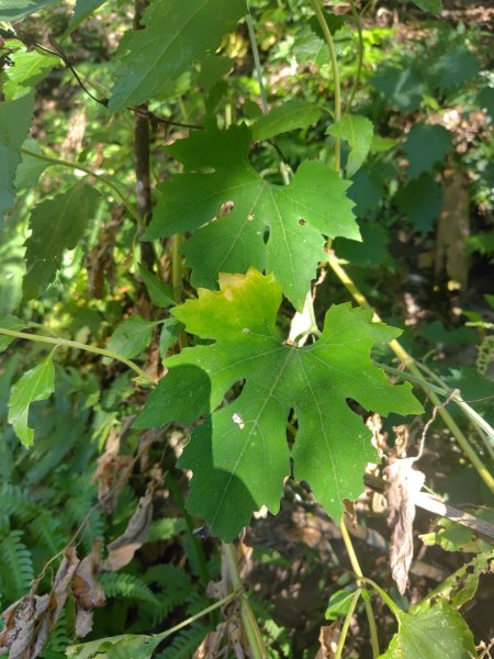 守關山南峰 守關山 守城大山2919091