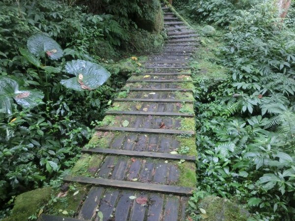 溪頭銀杏神木彩虹橋459522