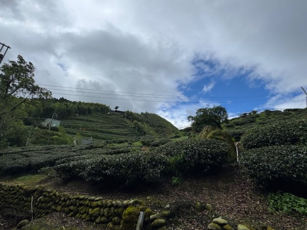 大崙山茶區山頭/民眾坪山 貓冬望山 大崙頭山 樟空倫山3101006