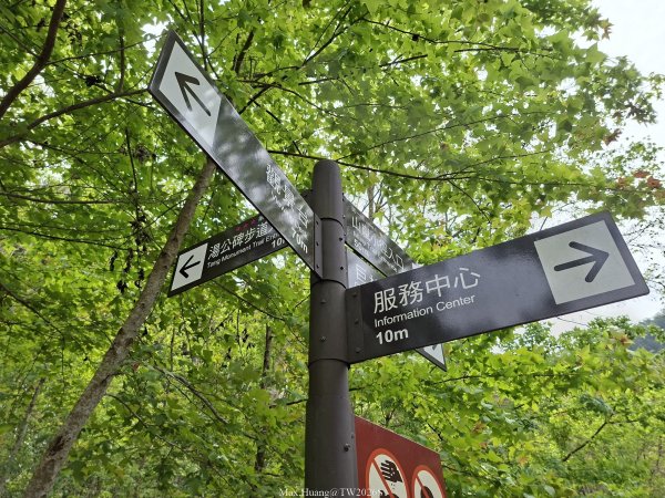 《南投》松濤徐徐｜惠蓀林場關刀山林道上巨松台環山嵐小徑202603213021361