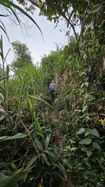 【稜線瘦如刀鋒，山形橫亙如屏風】解鎖第55座小百岳 #045 大橫屏山2932858