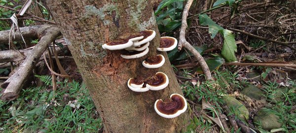 2025/08/17_三和晨光+石崎+背西步道O型2861572