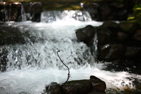 2025_0628 大羅蘭溪古圳步道(福山馬岸)2825225