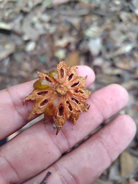 長壽山、肥崠山、醜崠山、大崠山、大崠山經建版2931955