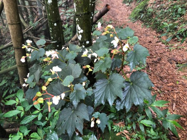 嘉義水社寮走石盤巃山圓潭巃山四天皇山1022462