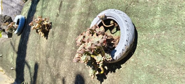 2026/01/04_龍峎頂+肚兜角步道2978153