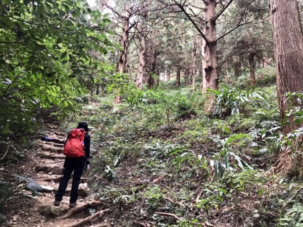 鳶嘴西稜香杉秘境走大崠山458286