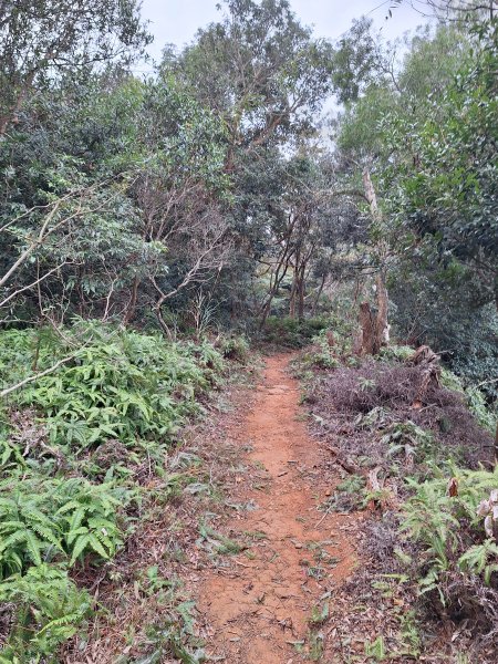 飛龍步道(崇聖亭起登)202401222696337