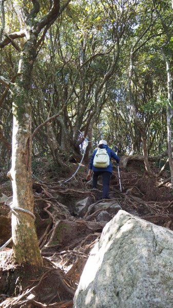 台中橫嶺山沙蓮山O型20191116736842