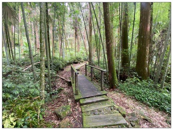 阿里山 頂湖步道 O遶一圈3088349