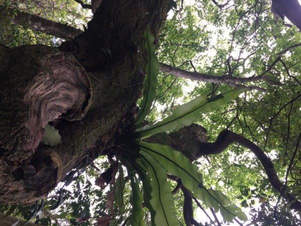 赤柯山、東獅頭山2748534