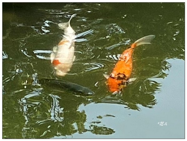 恒春黄槿の花開2906618