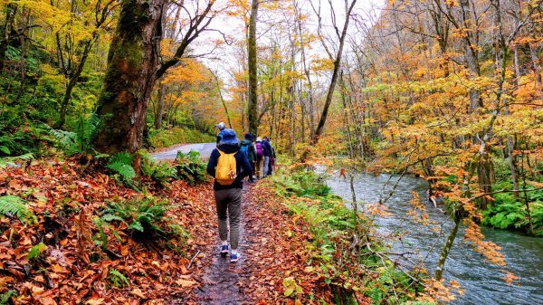 青森縣奧入瀨溪2929984