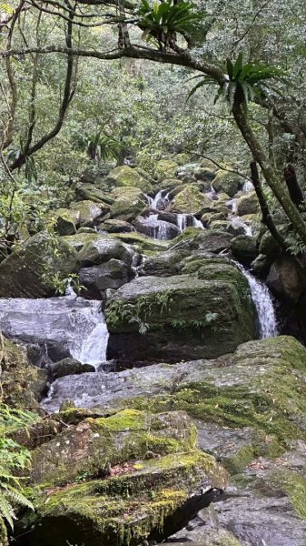 卡保石壁一葉蘭（耘夢谷上逐鹿山下O走）2809539