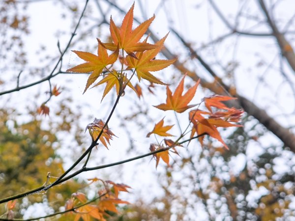 2025-03-08 汶水三山：金童山、汶水山、玉女山 連走2736542