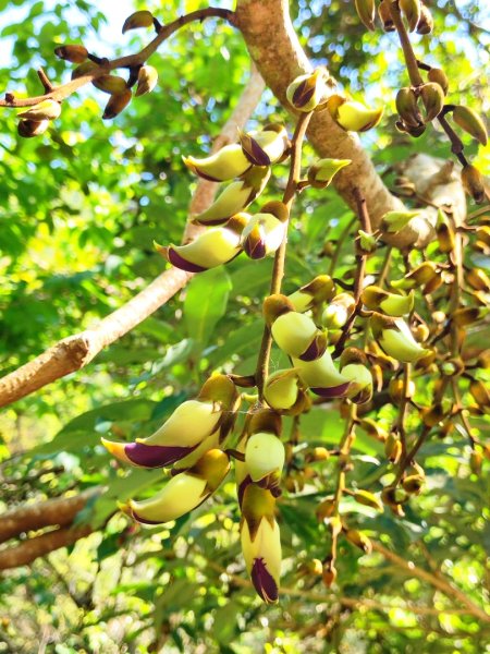 血籐大亂鬥3015541