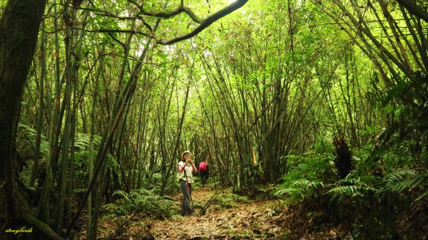 【淡蘭中路】翻山越嶺的茶商之道981260