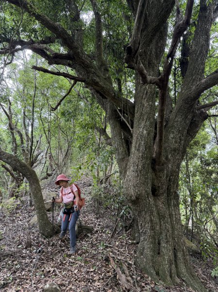 白毛山O繞+臭頭山 202505172791755