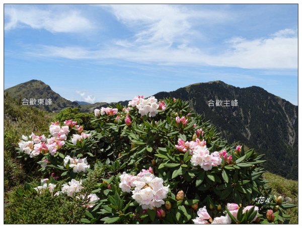 哈哈山~石門北峰/杜鵑花開1372536