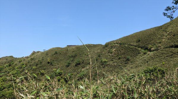 20230429_聖母登山(抹茶山)步道2135748