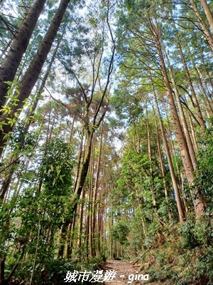 【台中和平】山林野餐。長壽山(肥崠山)山徑2969431