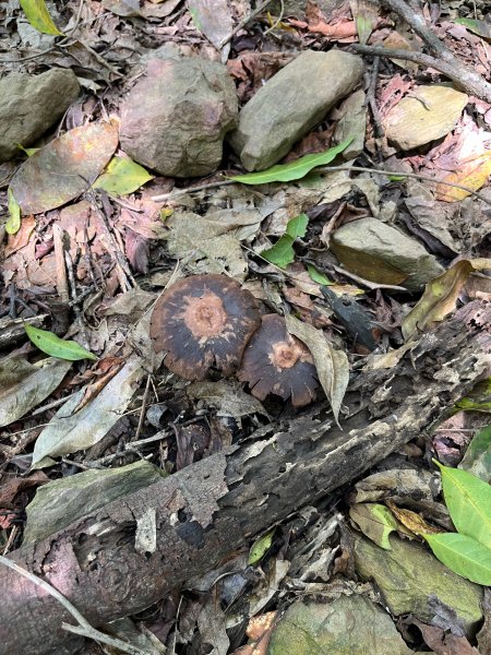 戶亞宇山基點峰-戶亞宇山主峰 2025.6.152815045