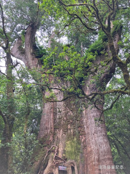 【羅馬縱走】山林巨木饗宴，夏季避暑的縱走路線2888209