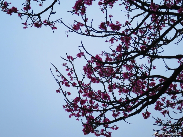 20150307~楓樹湖木蓮花~天元宮還沒開的櫻花15201