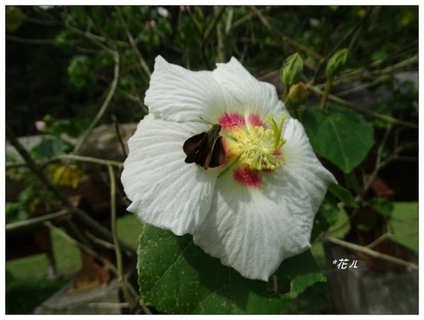 溪頭/山芙蓉之旅712609