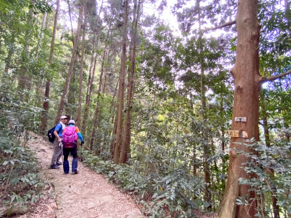 溪頭南鳳凰山、天文台O型走    2021/5/51374210