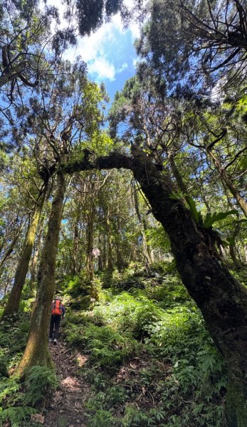瞭望台-瓊山-望美山-獵人古道2887722