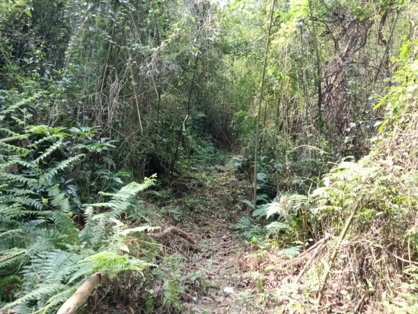 竹東鎮柯子湖山福隆步道稜線路+腰繞路P字走3013372