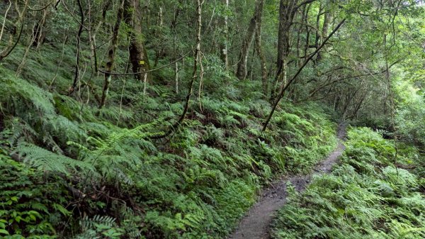 鎮西堡巨木步道群 (B區)2861219