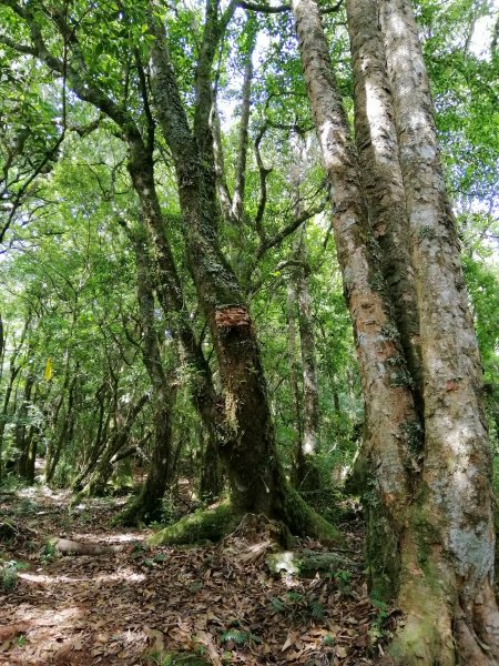 花蓮秀林~巨木森林。#86小百岳卡拉寶山1035554