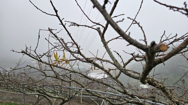 【馬年走馬山，馬到就成功！】🐴馬年馬路要走，馬那邦🏔️也要登！O繞11K，爬升900M，🥾腿在2977166