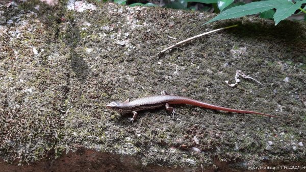 《台中》郊山飆汗｜潭子新田登山步道上聚興山O繞202510042904447